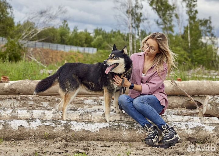 Симка, метис хаски, в дар