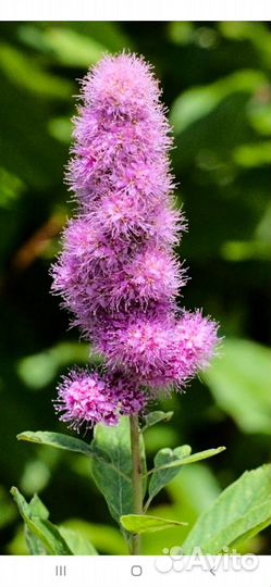 Спирея иволистная