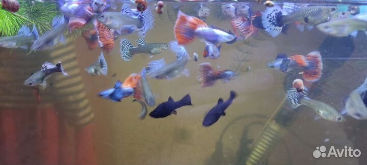 Гуппи слоновьи уши