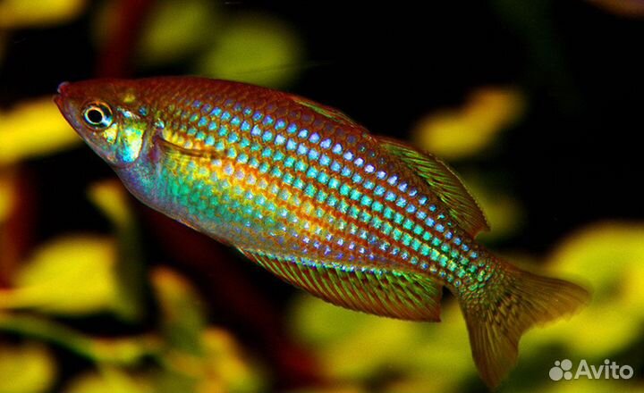 Радужница меланотения сплендида вишнёвая