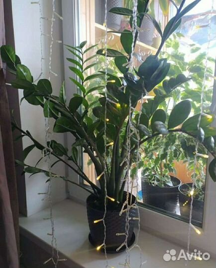 Замиоулькас (Долларовое дерево)