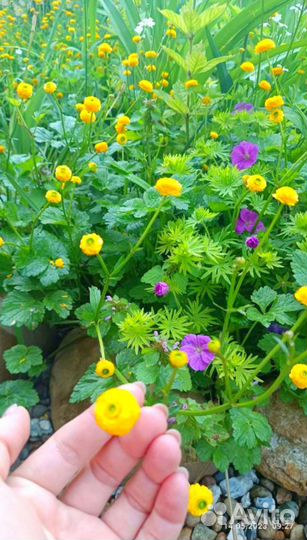 Лютик махровый-многолетний цветок