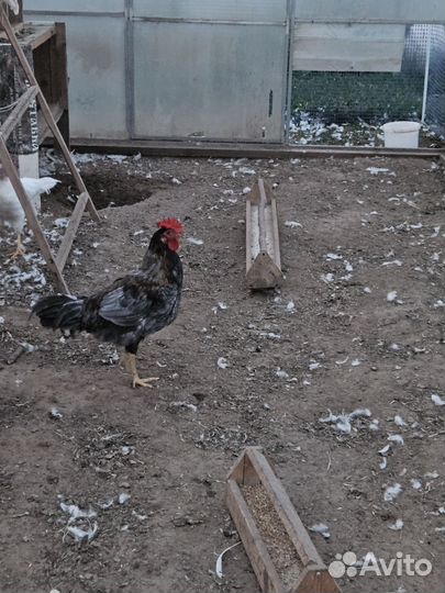 Молодые петухи