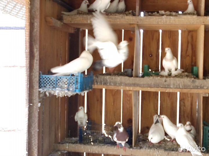 Птицы голуби