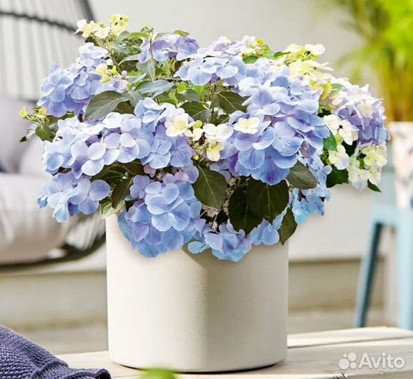 Гортензия Френч Болеро