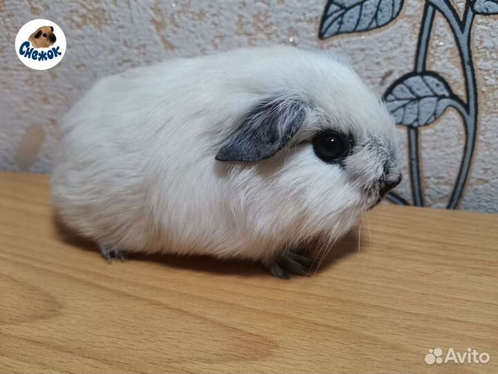 Морские свинки