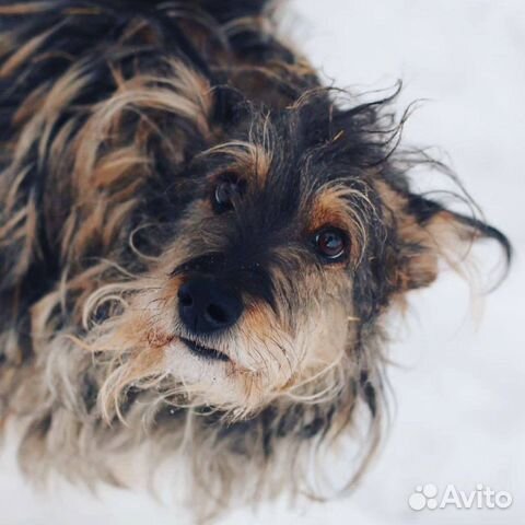 Собака в добрые руки