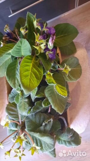 Глоксиния махровая