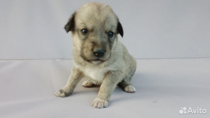 Щенки от мамы Хаски