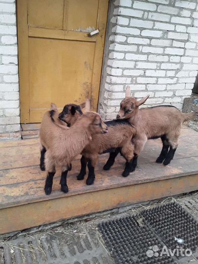 Чешские козлята