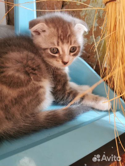 Котенок в дар бесплатно