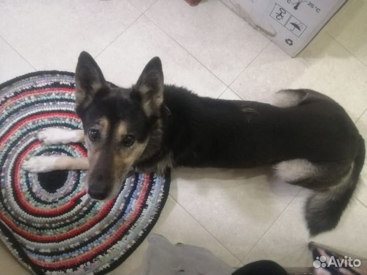 Отдам в добрые руки