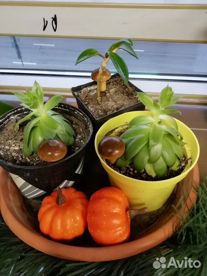 Комнатные цветы