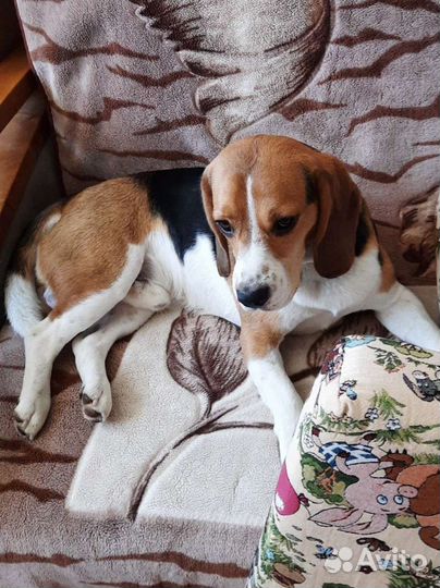 Бигль вязка