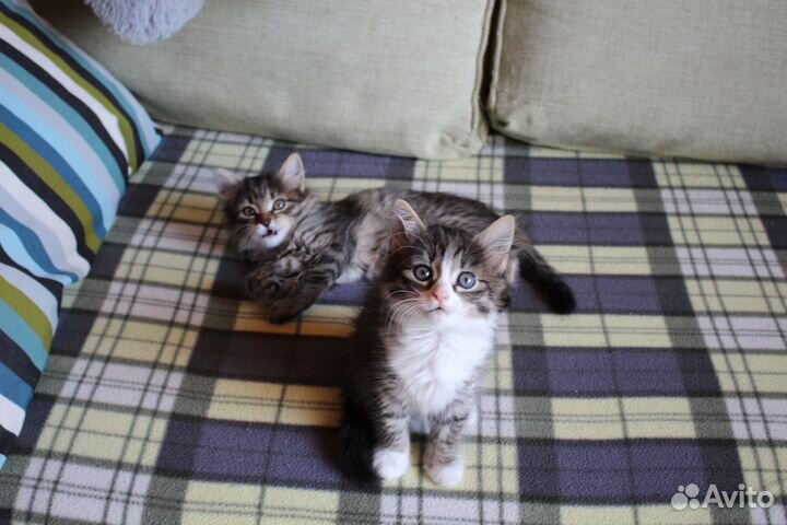 Котята (2 месяца)