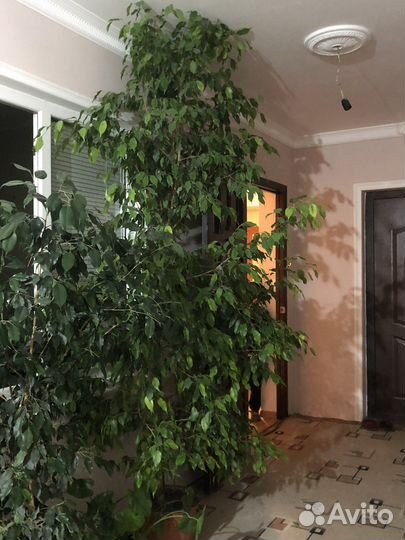 Фикус бенджамина большой, перстнолистый