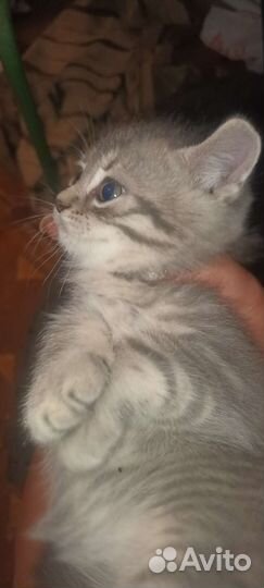 Котята в добрые руки бесплатно