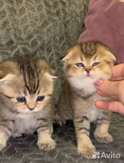 Шотландские мальчишки