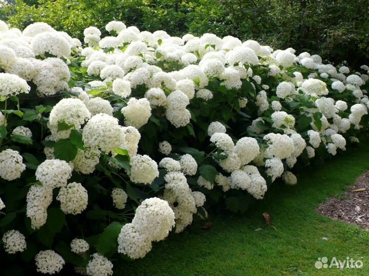 Гортензия древовидная