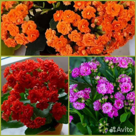 Каланхоэ цветущий