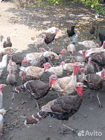 Индюки Индюшки