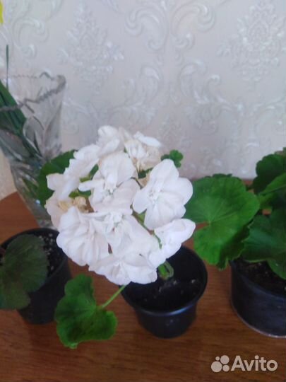 Пеларгония (герань)
