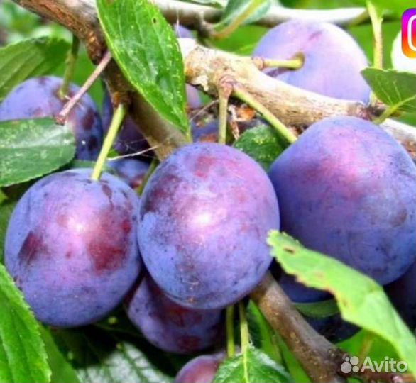 Слива саженцы