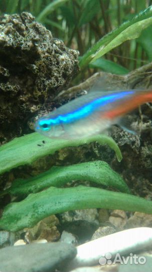 Аквариум на 160 литров