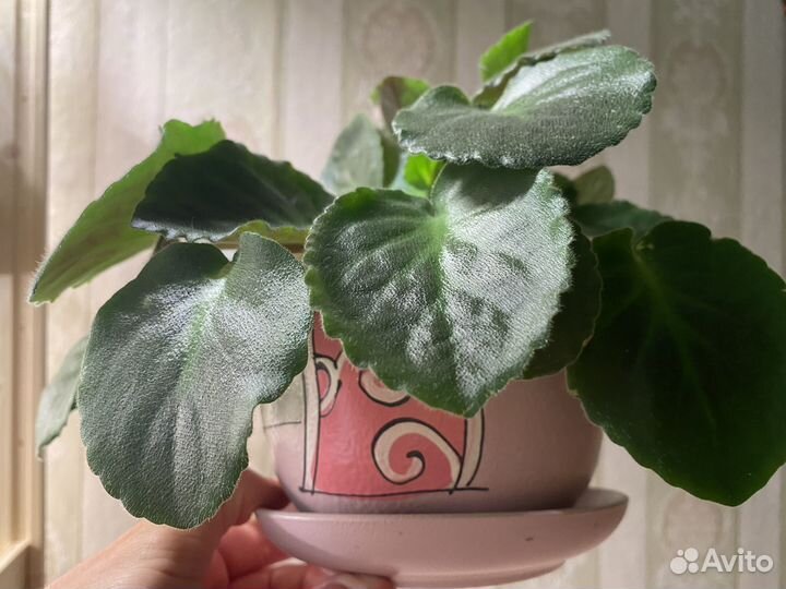 Фиалка взрослая