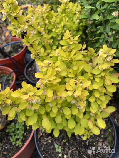 Барбарис тунберга в асортисенте