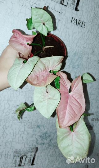 Сингониумы