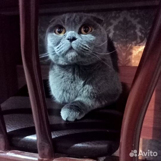 Отдам в добрые руки шотландскую вислоухою кошку