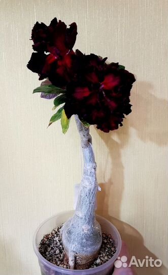 Адениум Moran