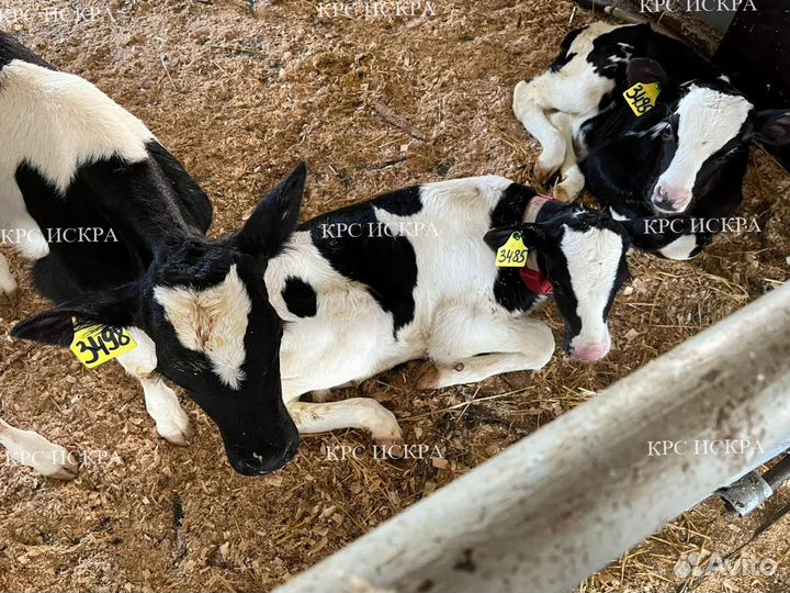 Бычки холмогоры, телки голштины