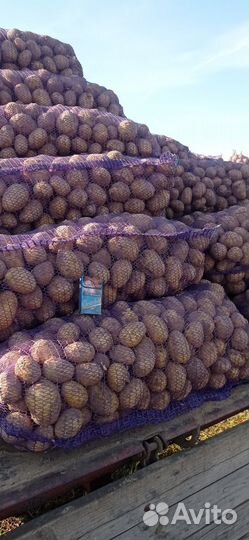 Продам картофель оптом