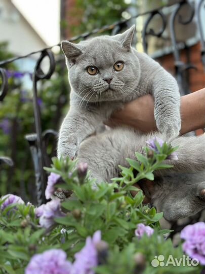 Британская короткошерстная