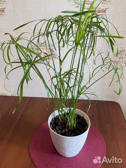 Циперус папирус