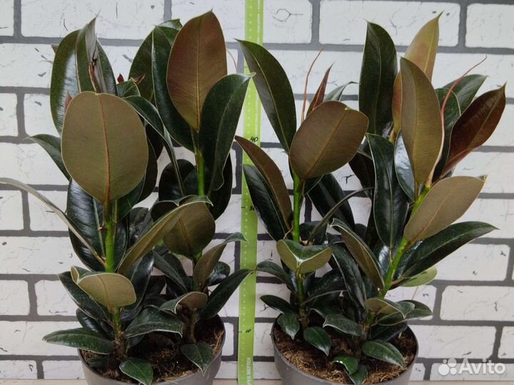 Фикус эластика