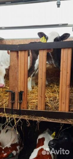 Телята с доставкой и выбором