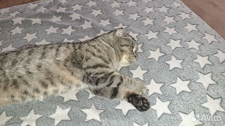 Шотландская вислоухая кошка вязка