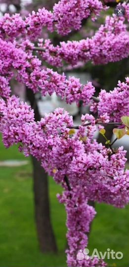 Семена Багрянника