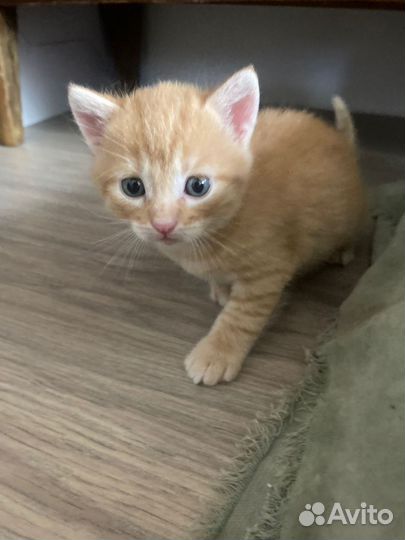 Милейшие котята