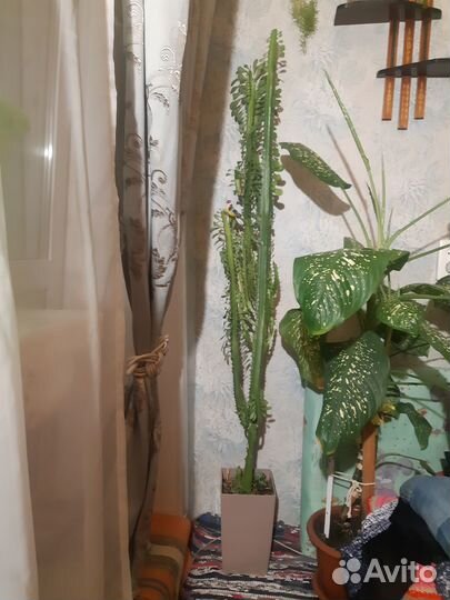 Растение молочай треугольный