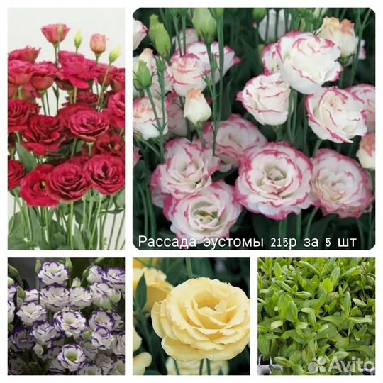 Эустома рассада