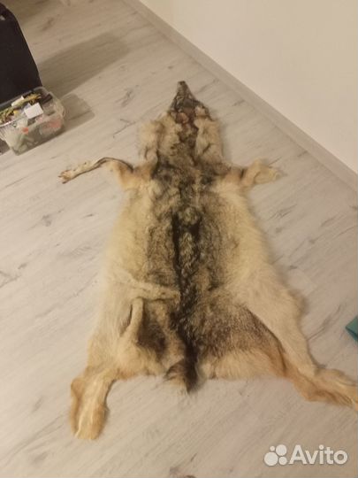 Продам шкуру волка