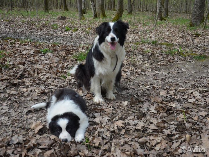 Пастух для вашей фермы бордер колли