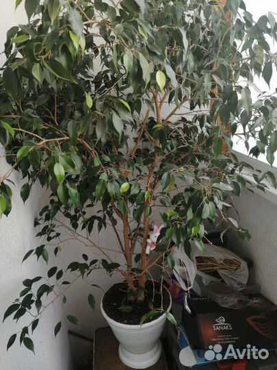 Бенджамина