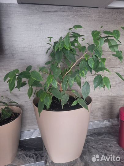 Фикус бенджамина