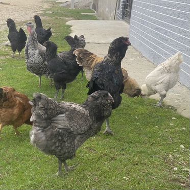 Инкубационное яйцо