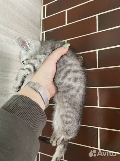 Британская кошка в дар